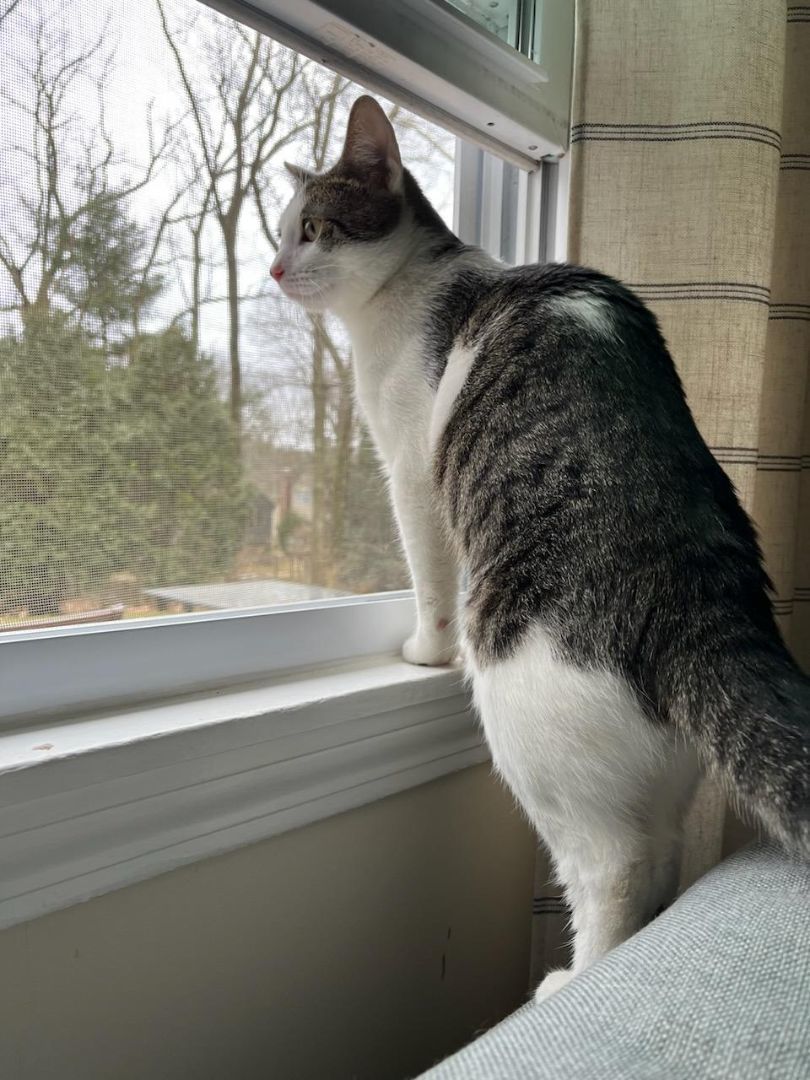 Enlarge Gary, a Adopted American Shorthair in Springfield, MA image 1/4