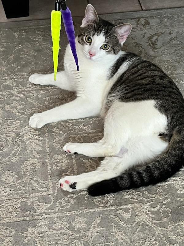 Enlarge Gary, a Adopted American Shorthair in Springfield, MA image 2/4