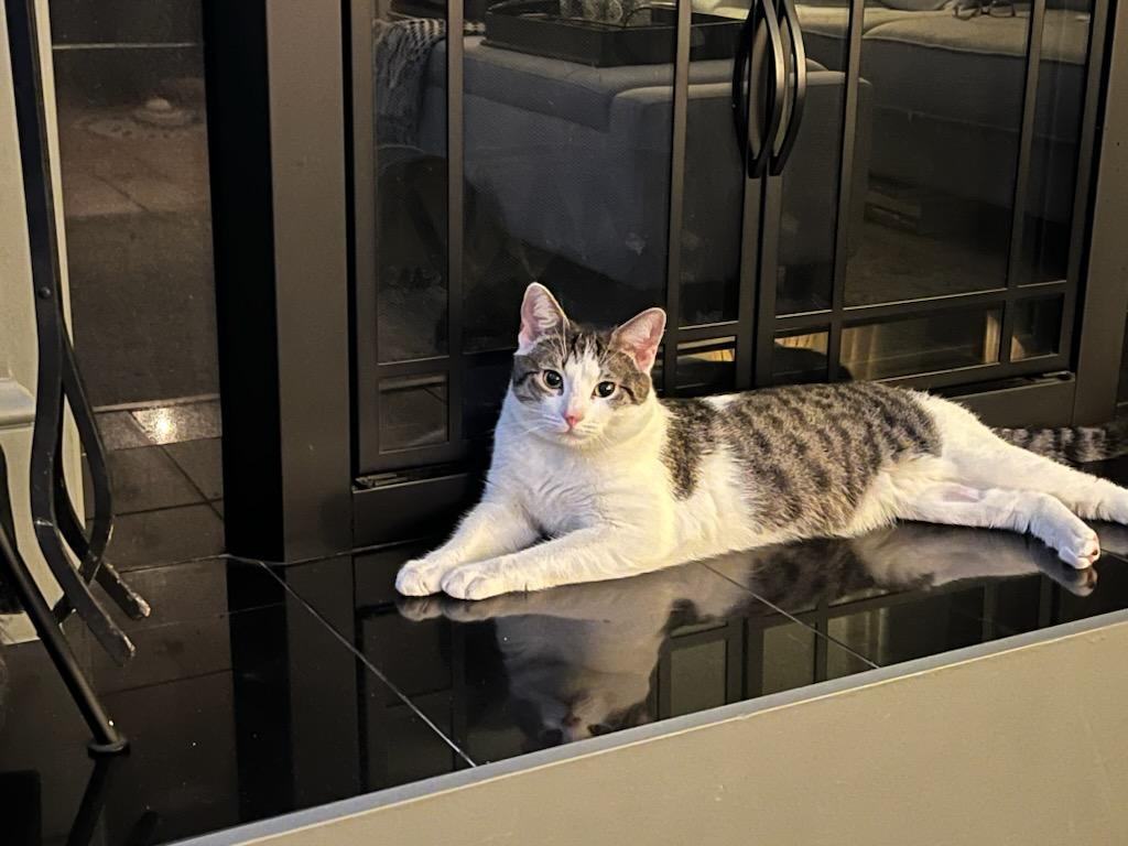 Enlarge Gary, a Adopted American Shorthair in Springfield, MA image 3/4