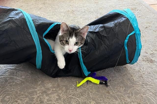 Enlarge Gary, a Adopted American Shorthair in Springfield, MA image 4/4