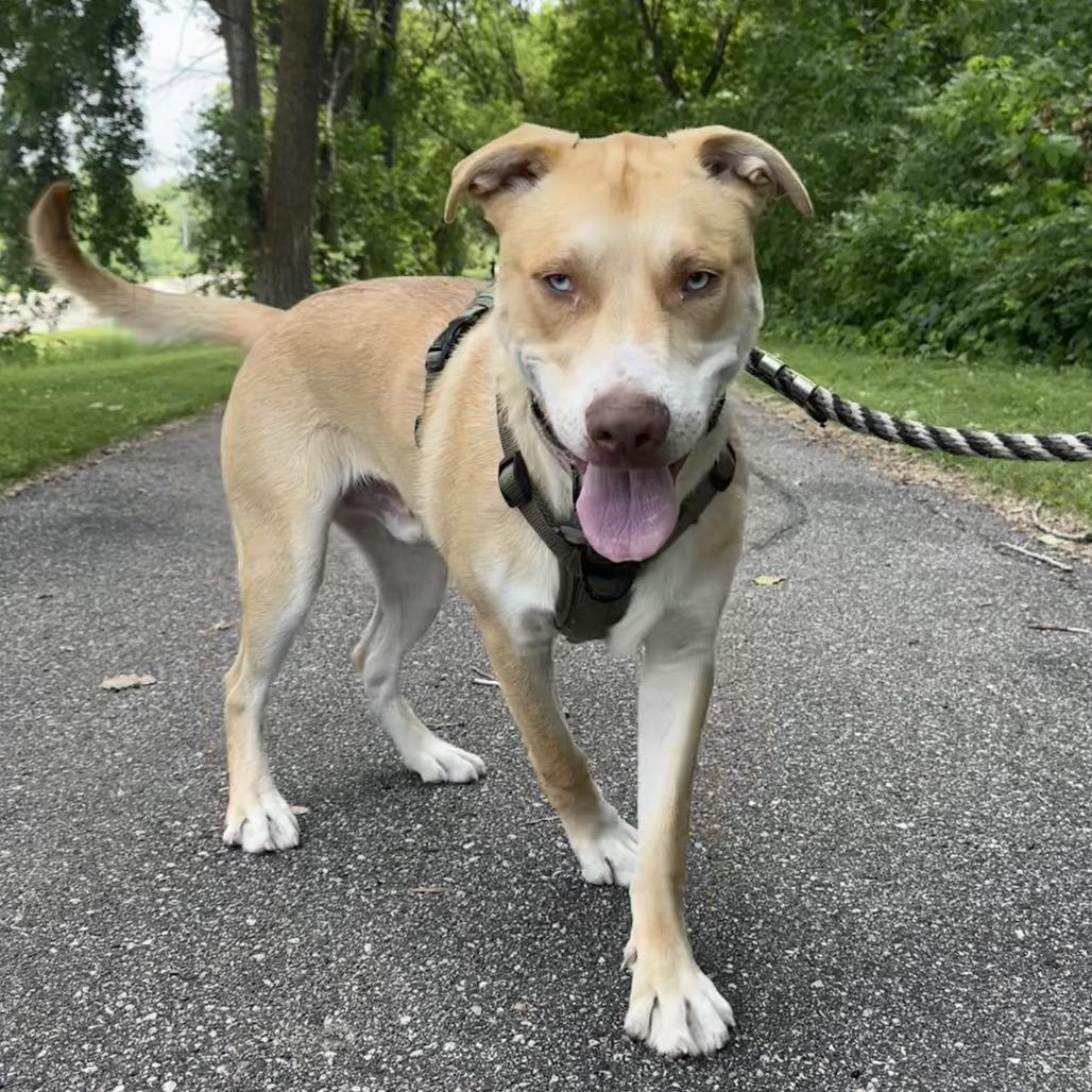 Monty, an adoptable Pit Bull Terrier, Husky in Crookston, MN, 56716 | Photo Image 1