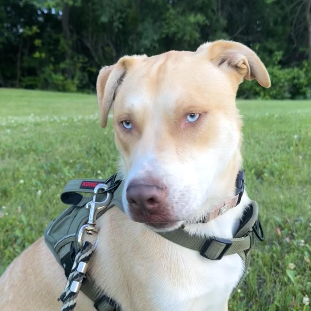 Monty, an adoptable Pit Bull Terrier, Husky in Crookston, MN, 56716 | Photo Image 3