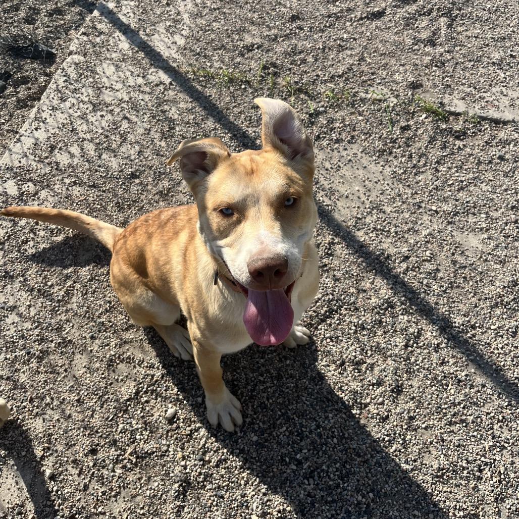 Monty, an adoptable Pit Bull Terrier, Husky in Crookston, MN, 56716 | Photo Image 4