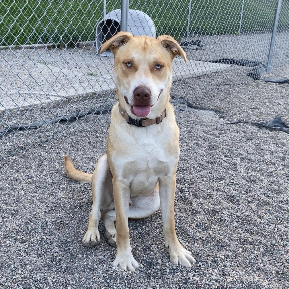 Monty, an adoptable Pit Bull Terrier, Husky in Crookston, MN, 56716 | Photo Image 5