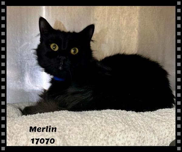Merlin (629)