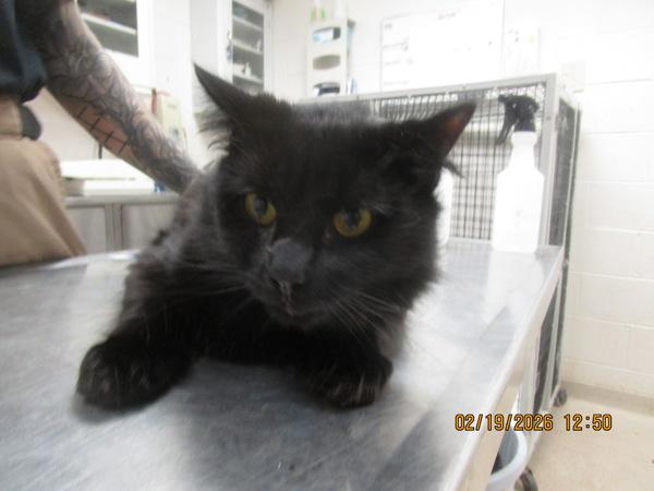 Merlin (629) — thumbnail 2