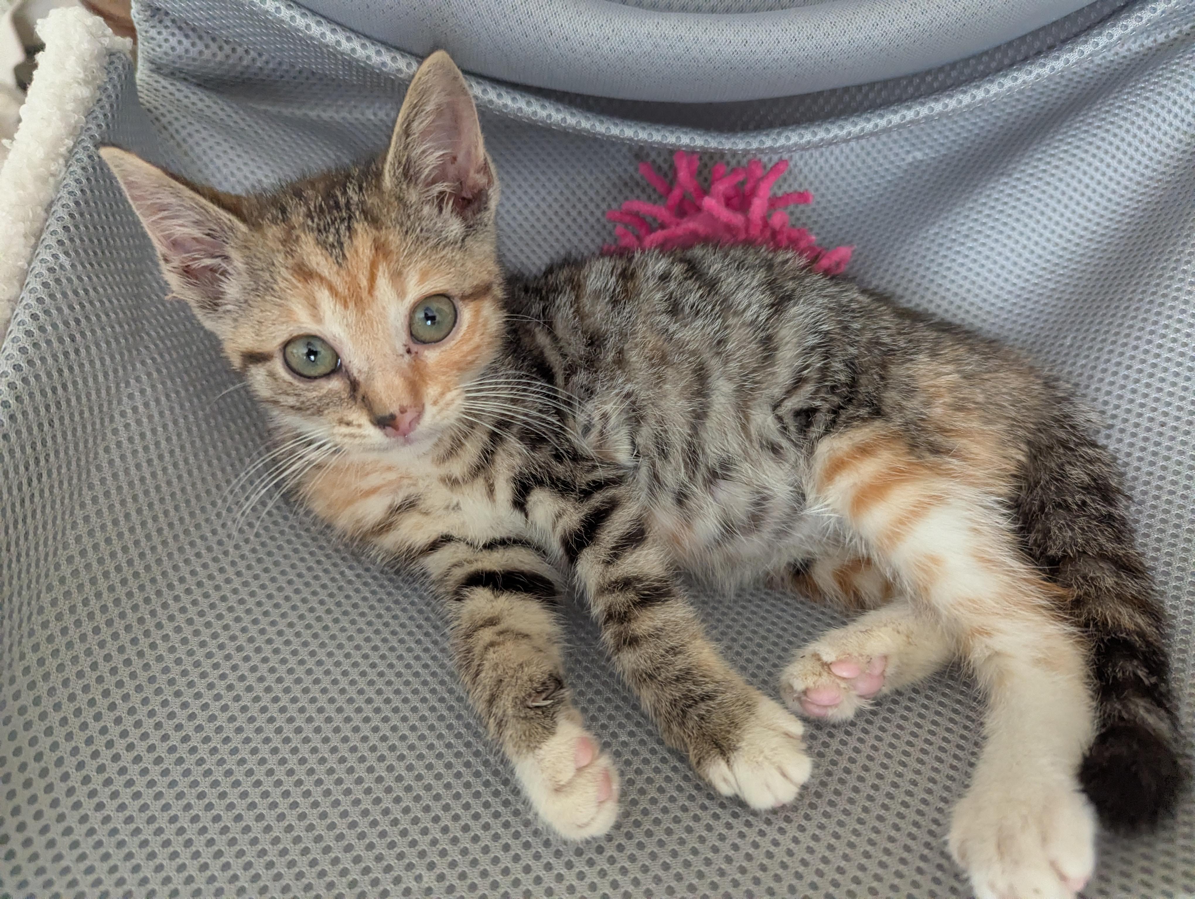 Maisy, a Adoptable Domestic Short Hair in Malden, MA image 4/5