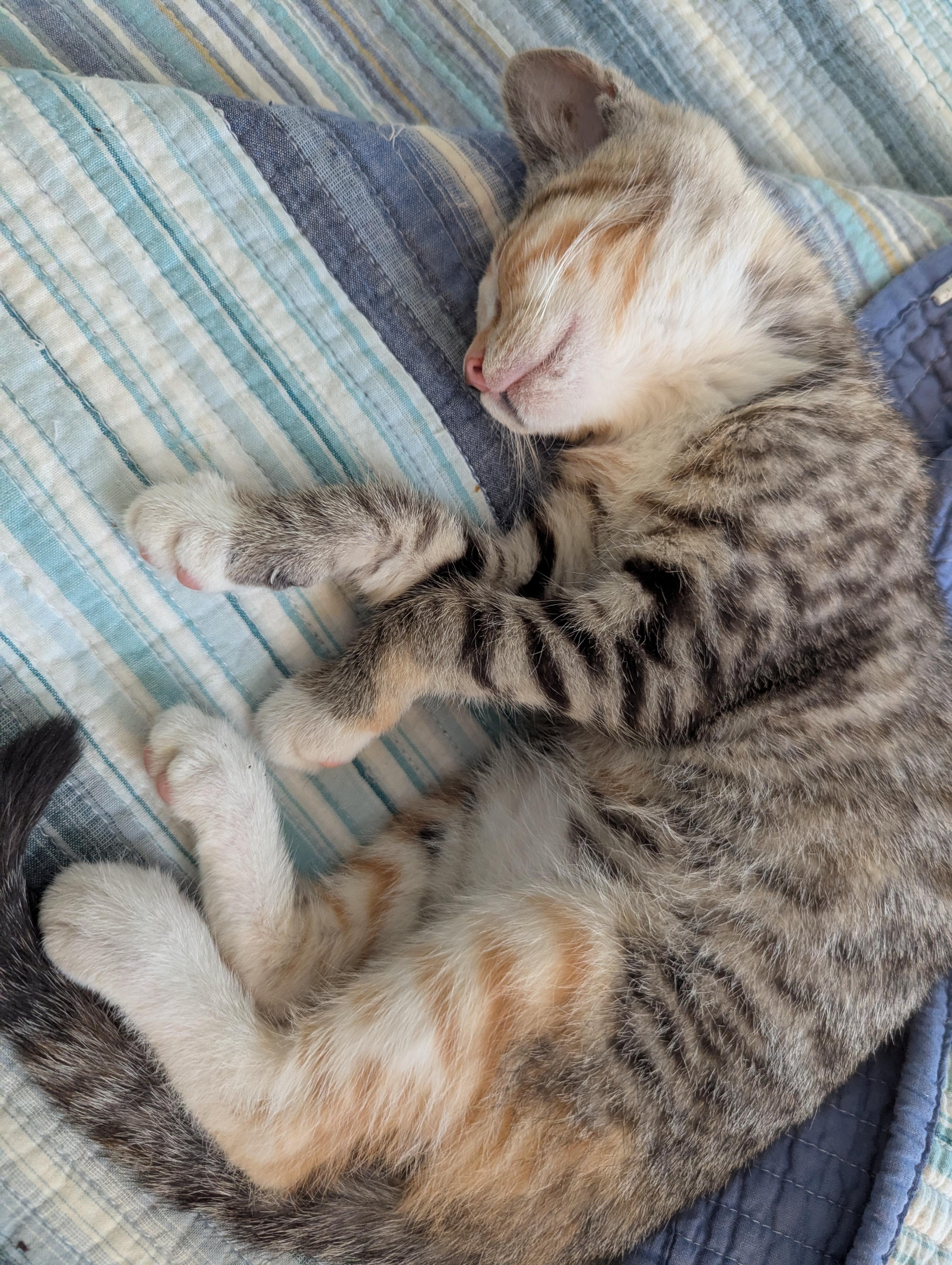 Enlarge Maisy, a Adoptable Domestic Short Hair in Malden, MA image 1/6