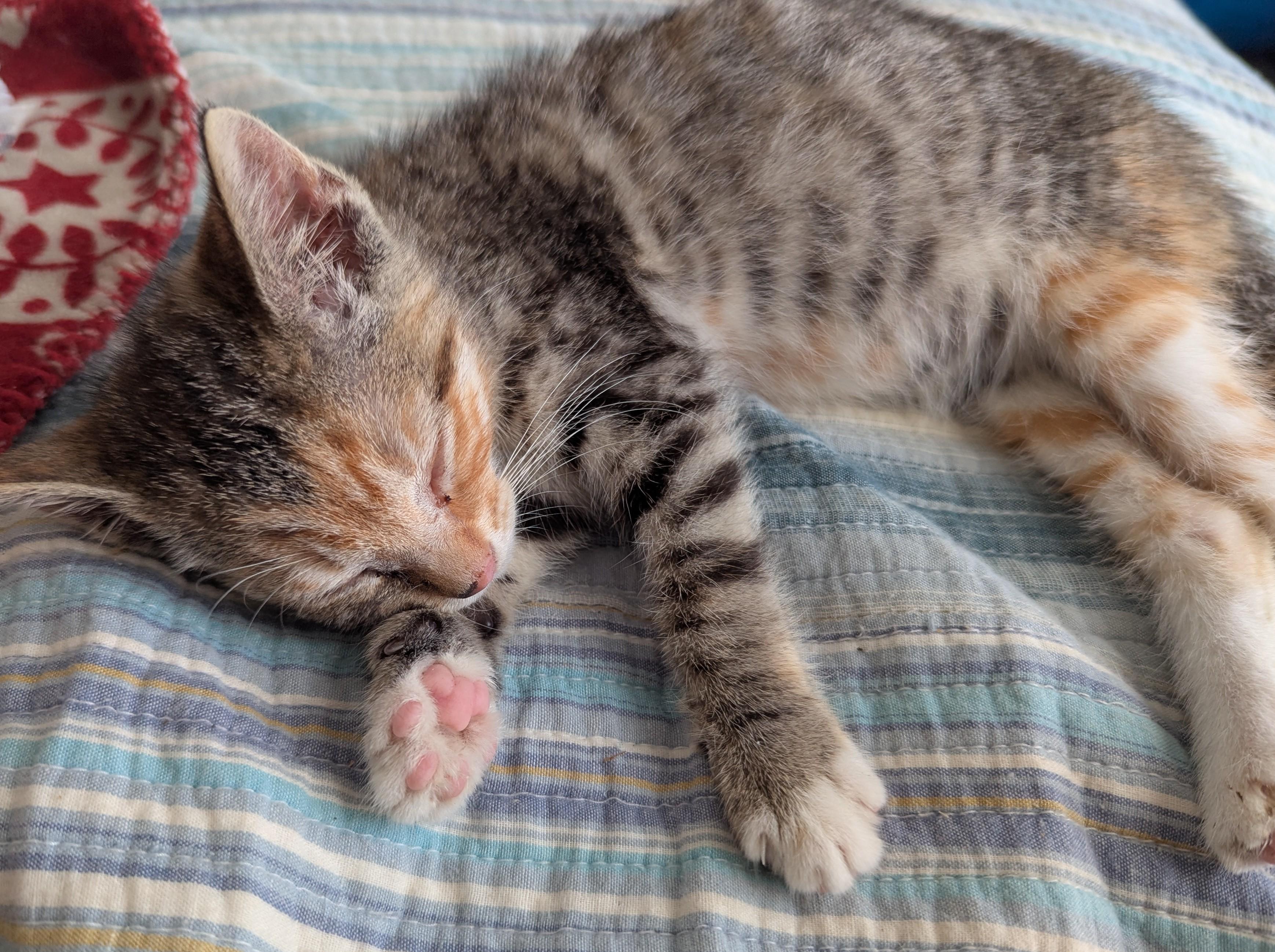 Maisy, a Adoptable Domestic Short Hair in Malden, MA image 3/5