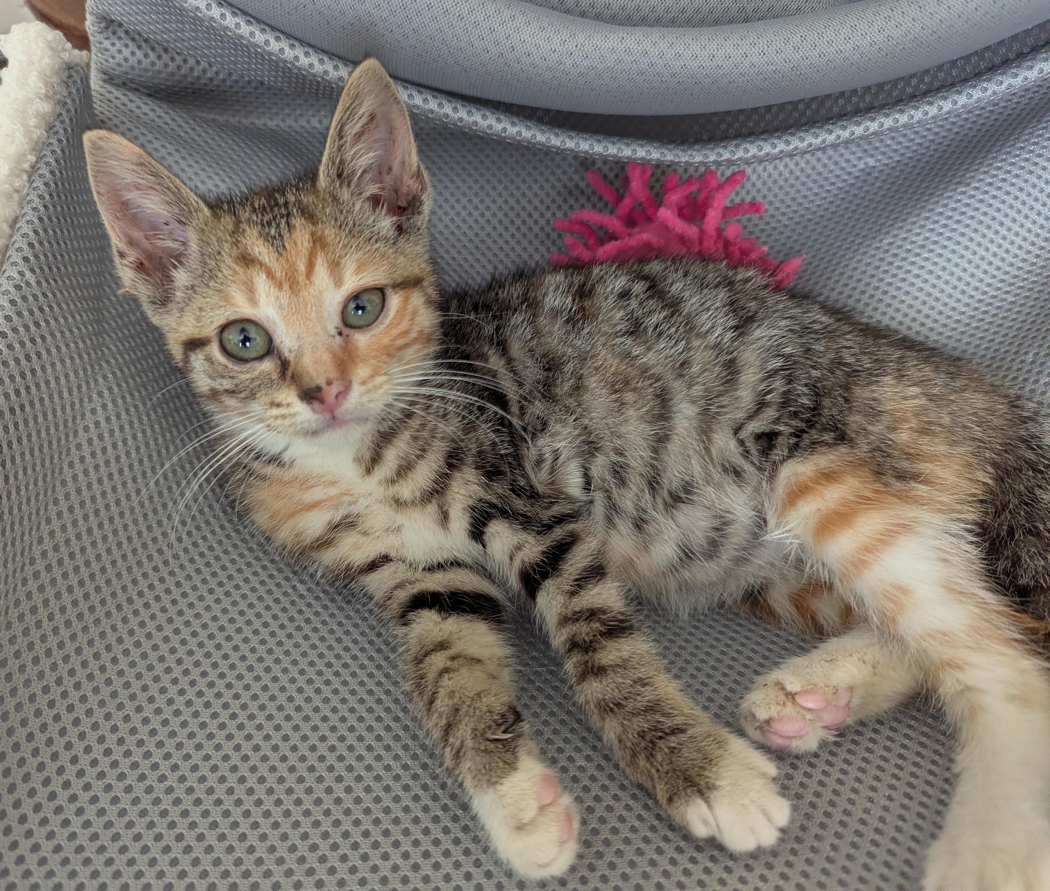 Maisy, a Adoptable Domestic Short Hair in Malden, MA image 2/5