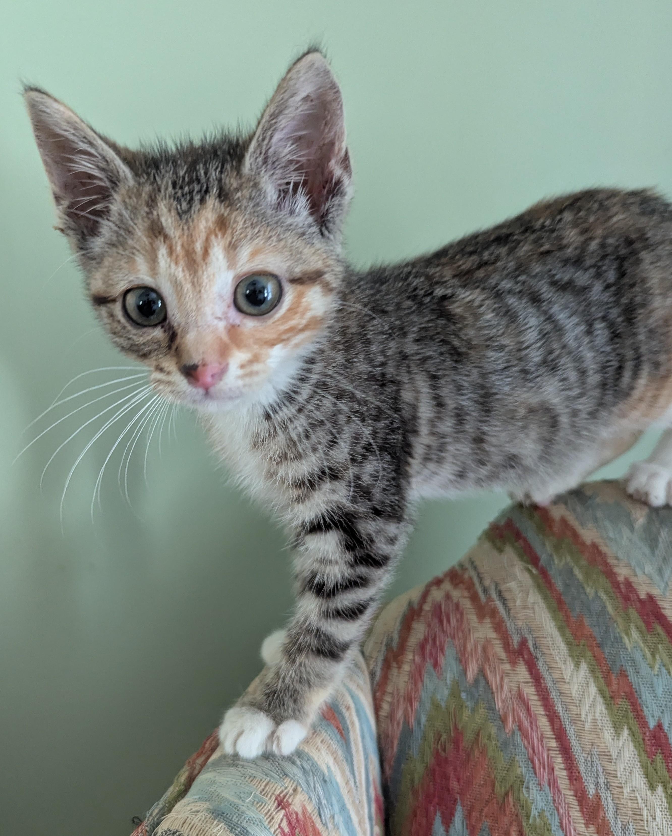 Maisy, Adoptable, Kitten Female Domestic Short Hair.