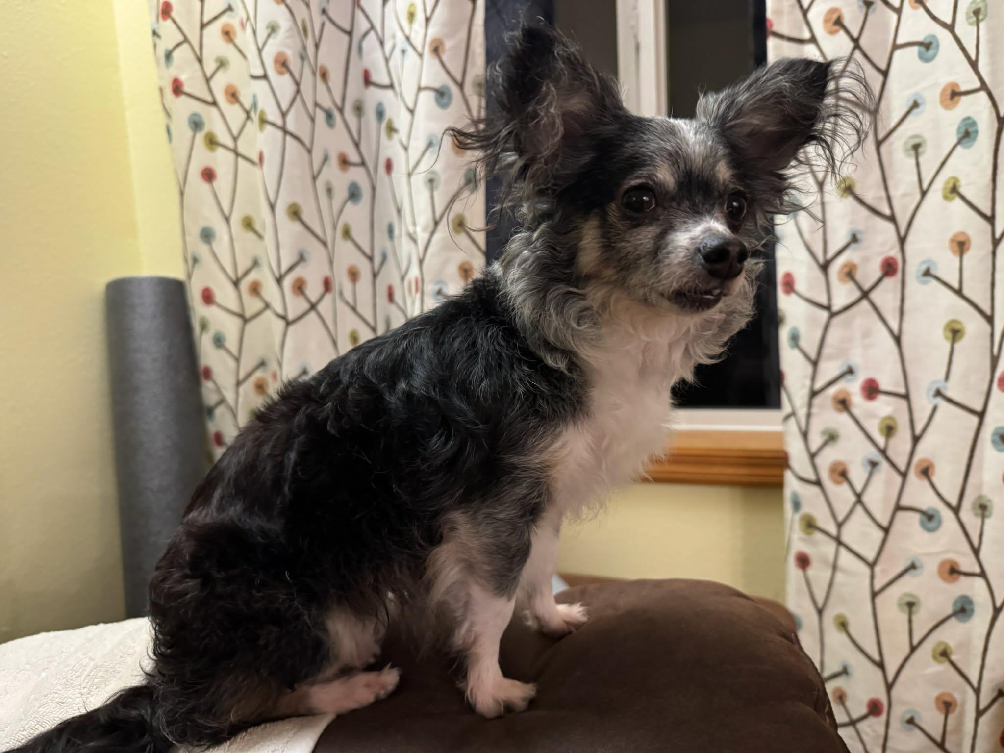 Enlarge emma, a Adoptable mixed breed in Portland, OR image 1/3