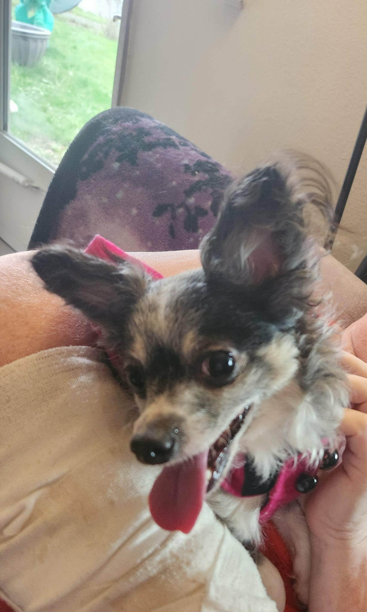 Enlarge emma, a Adoptable mixed breed in Portland, OR image 3/3