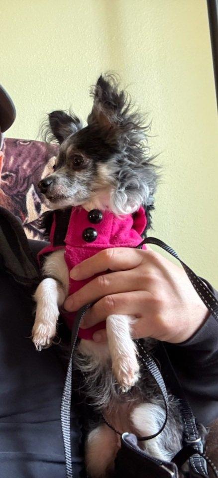 Enlarge emma, a Adoptable mixed breed in Portland, OR image 2/3