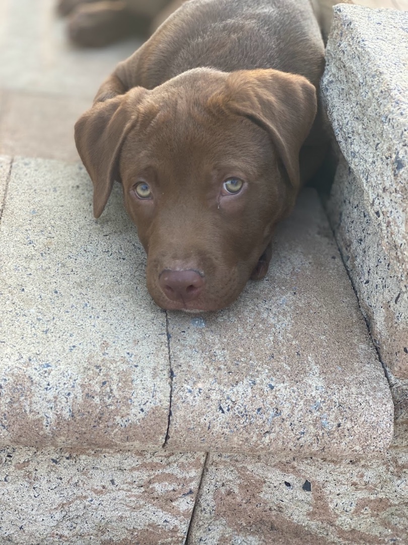 Enlarge Cillian, a Adopted Chocolate Labrador Retriever in Annandale, VA image 1/5