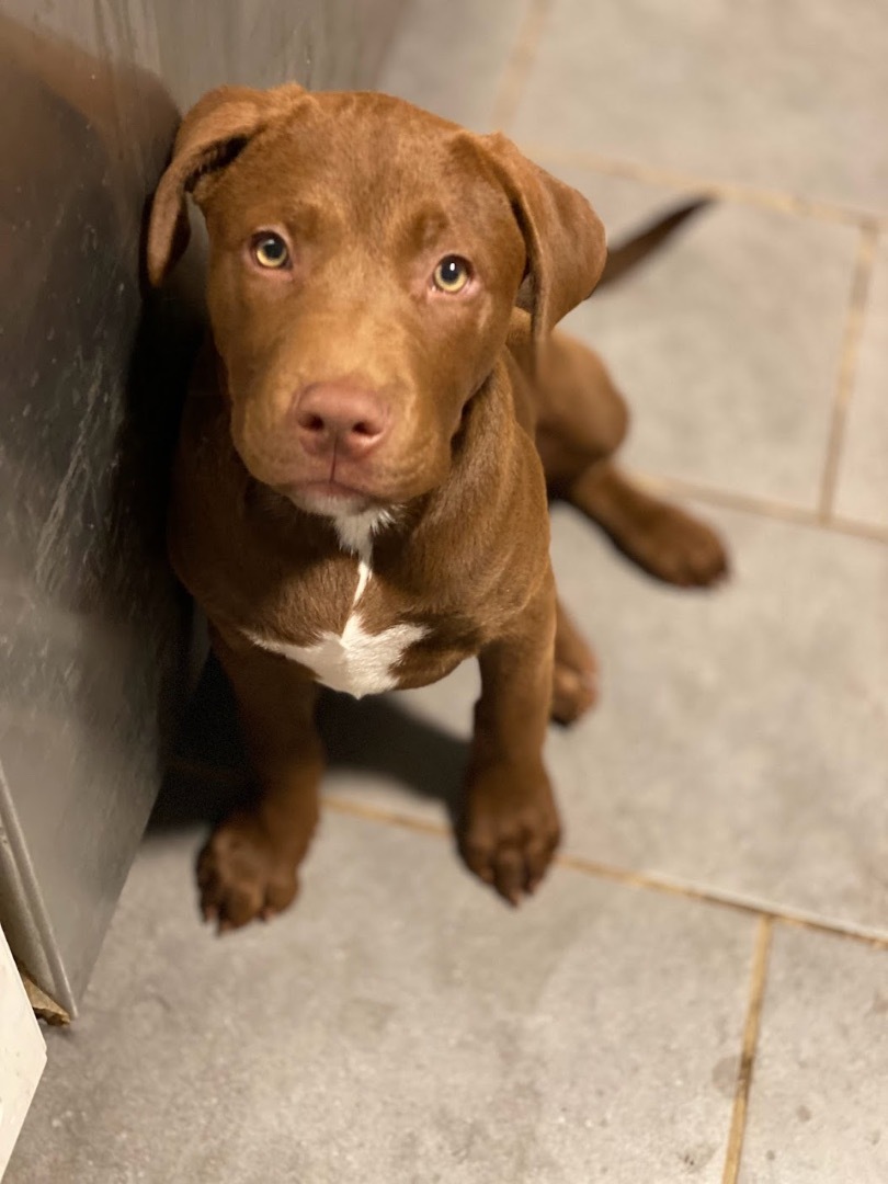 Enlarge Cillian, a Adopted Chocolate Labrador Retriever in Annandale, VA image 2/5