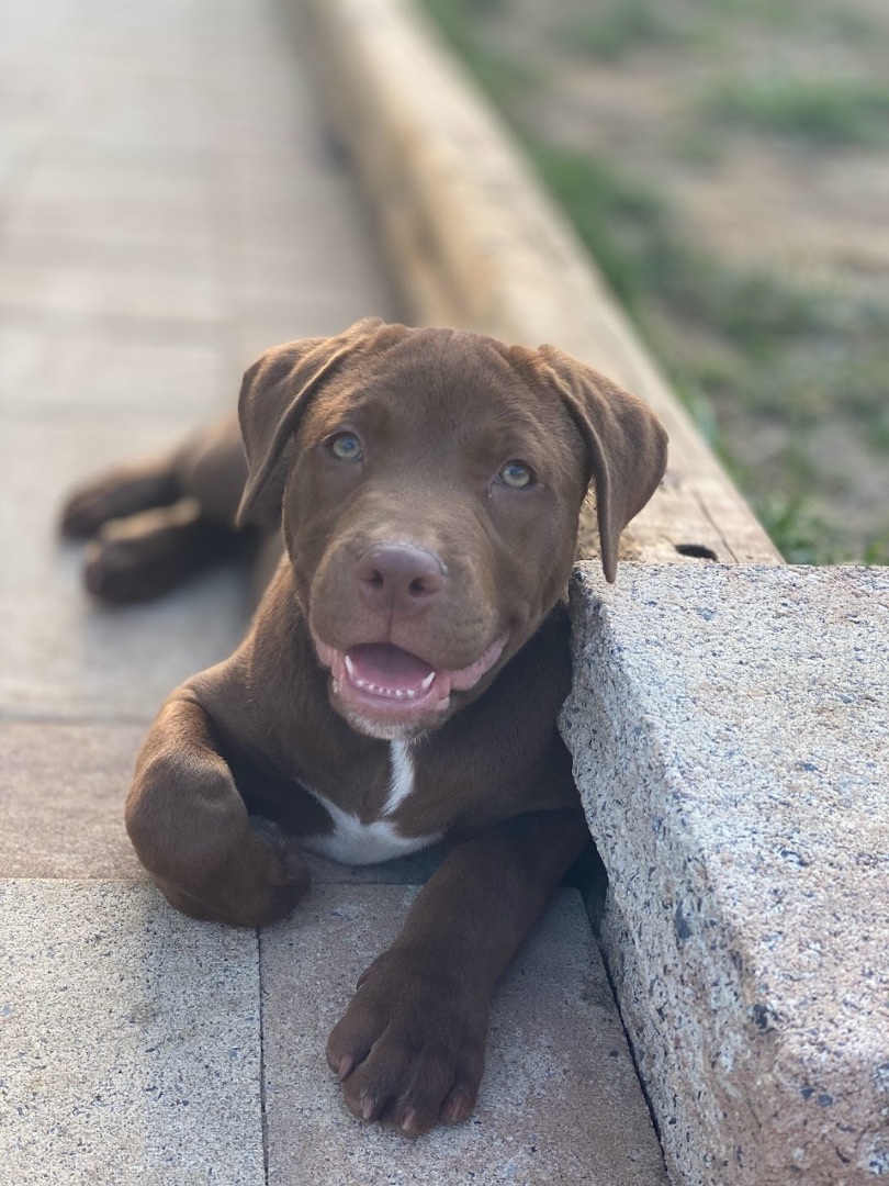 Enlarge Cillian, a Adopted Chocolate Labrador Retriever in Annandale, VA image 3/5