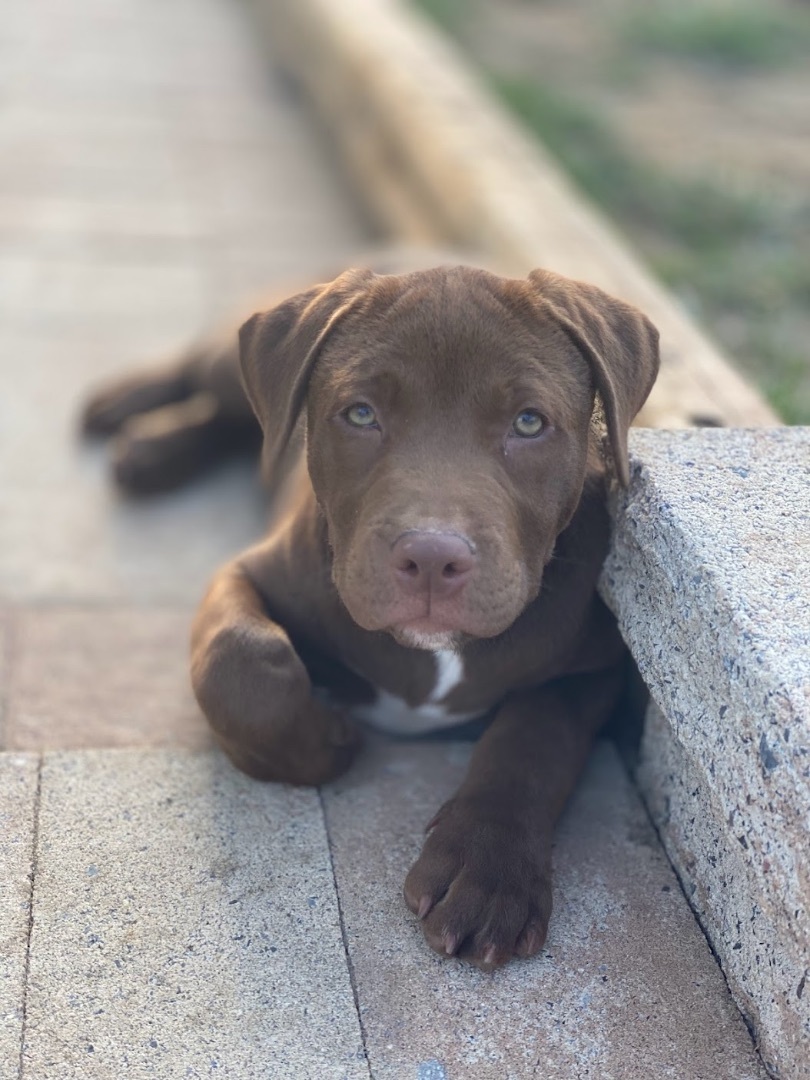 Enlarge Cillian, a Adopted Chocolate Labrador Retriever in Annandale, VA image 4/5