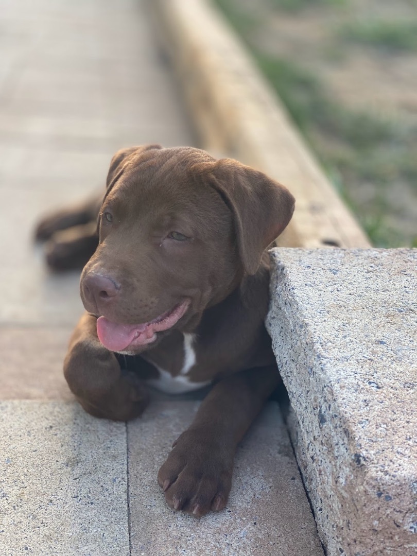 Enlarge Cillian, a Adopted Chocolate Labrador Retriever in Annandale, VA image 5/5