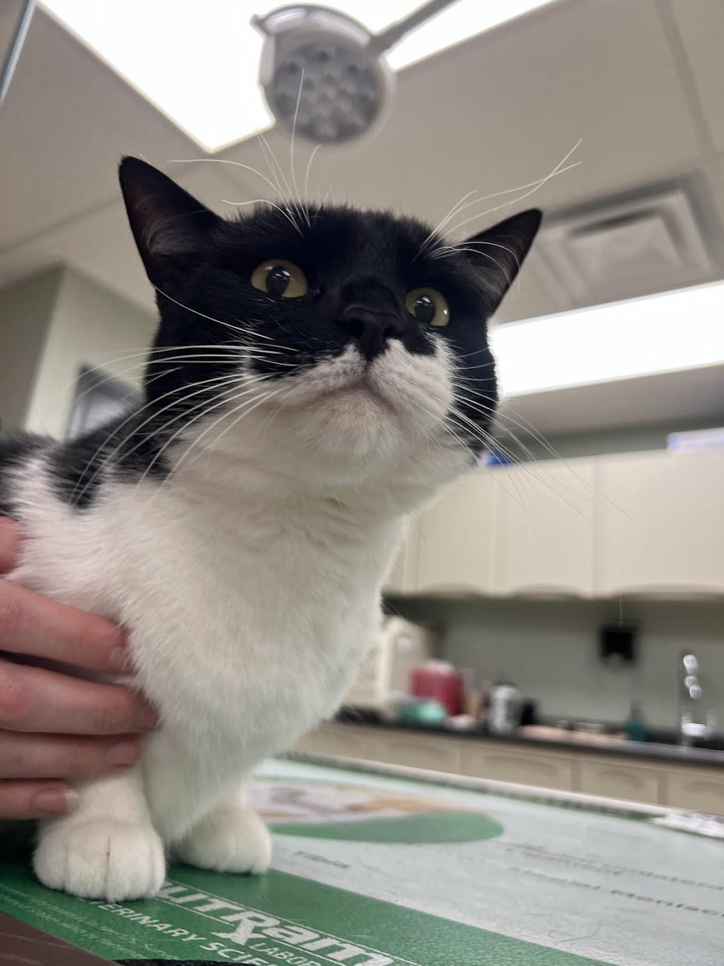 Enlarge Binx, a Adopted Domestic Short Hair in Miamisburg, OH image 6/6