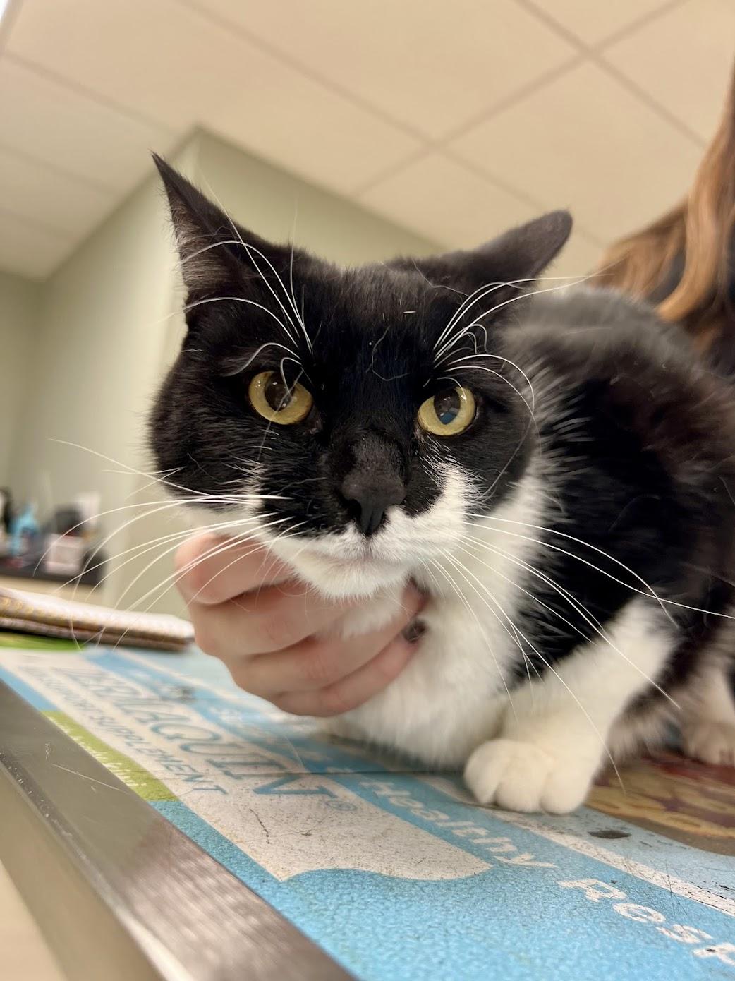 Enlarge Binx, a Adopted Domestic Short Hair in Miamisburg, OH image 4/6