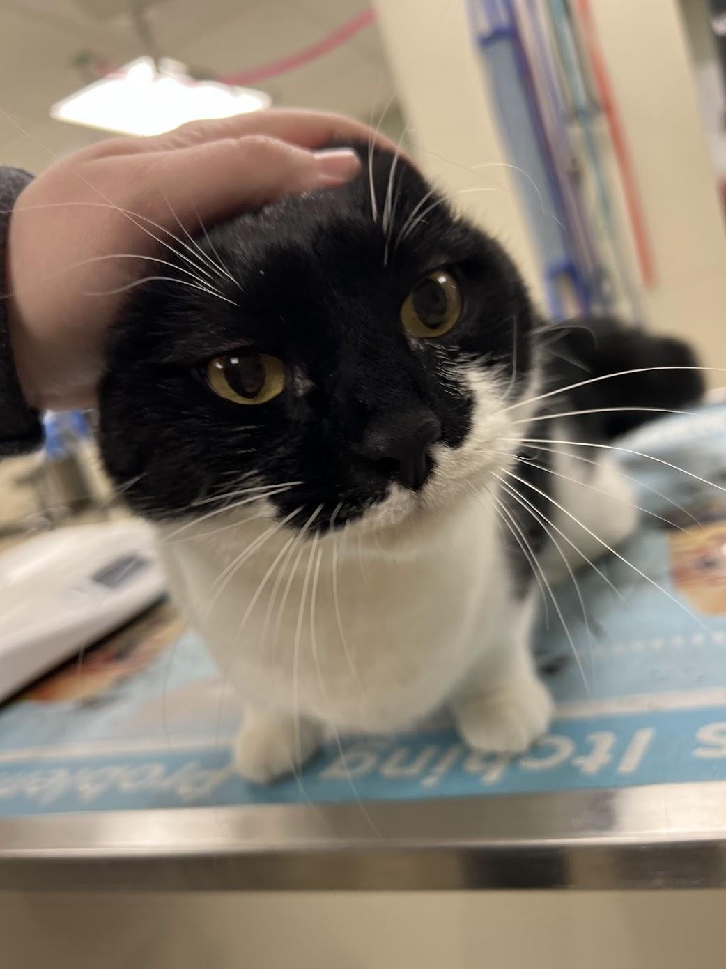 Enlarge Binx, a Adopted Domestic Short Hair in Miamisburg, OH image 5/6