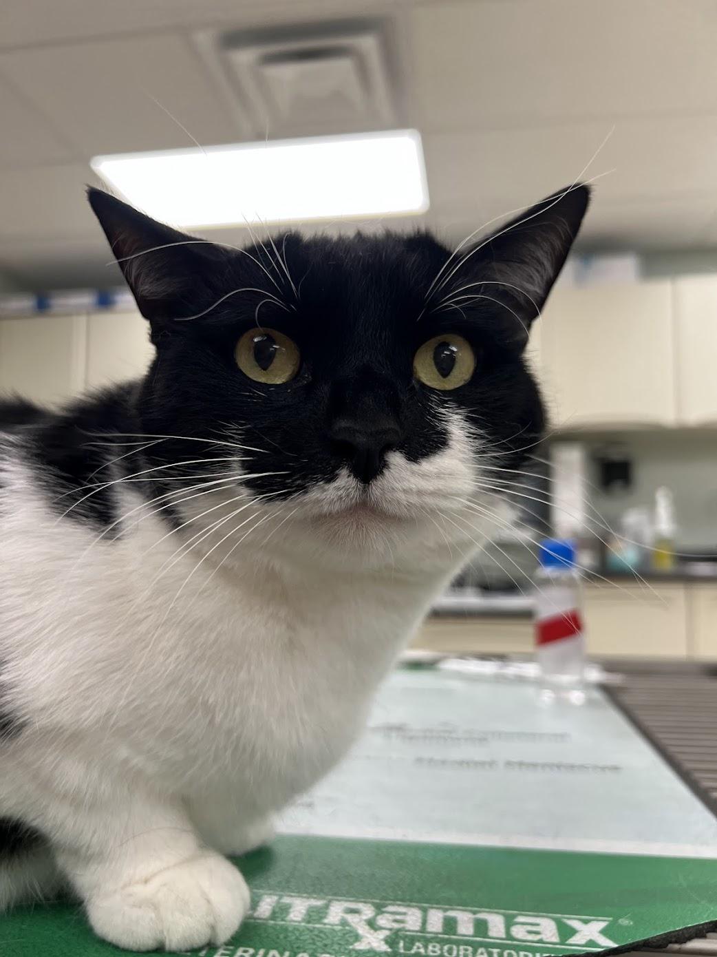 Enlarge Binx, a Adopted Domestic Short Hair in Miamisburg, OH image 3/6