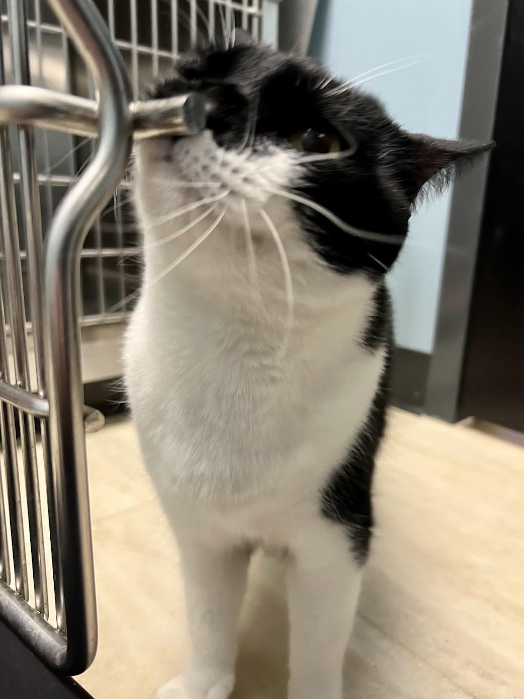 Enlarge Binx, a Adopted Domestic Short Hair in Miamisburg, OH image 2/6