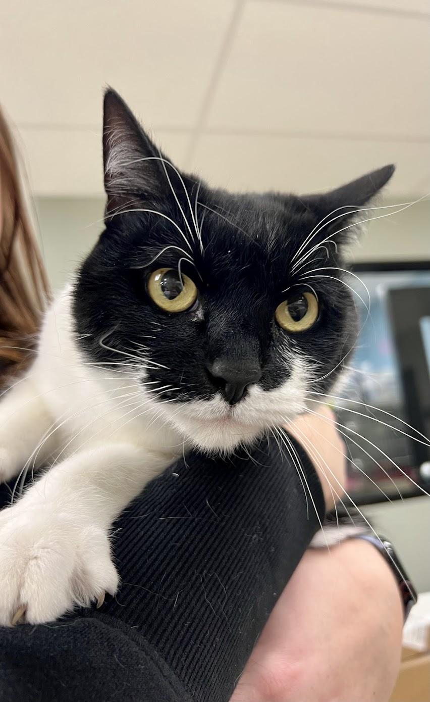 Enlarge Binx, a Adopted Domestic Short Hair in Miamisburg, OH image 1/6