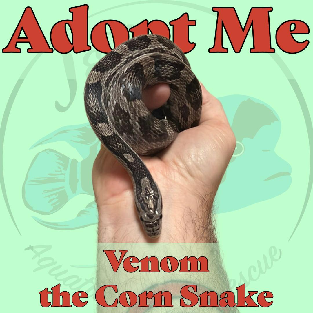 Venom the Corn Snake, ADOPTABLE, Young Unknown Corn / Rat.