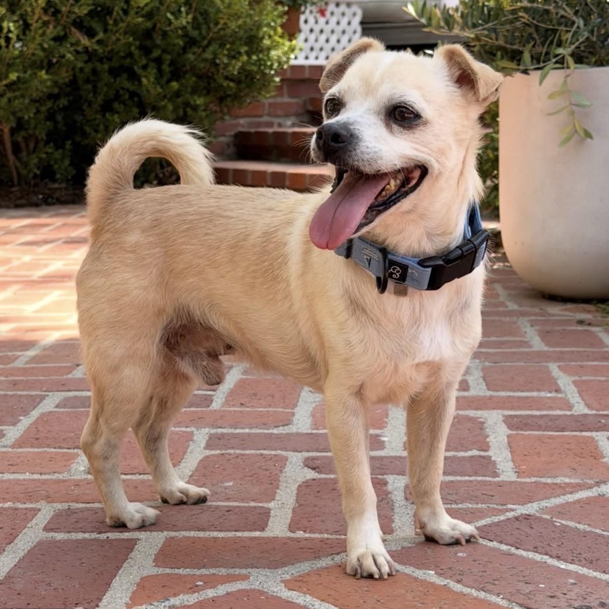 Enlarge Ace, a Adoptable mixed breed in Westlake Village, CA image 2/4