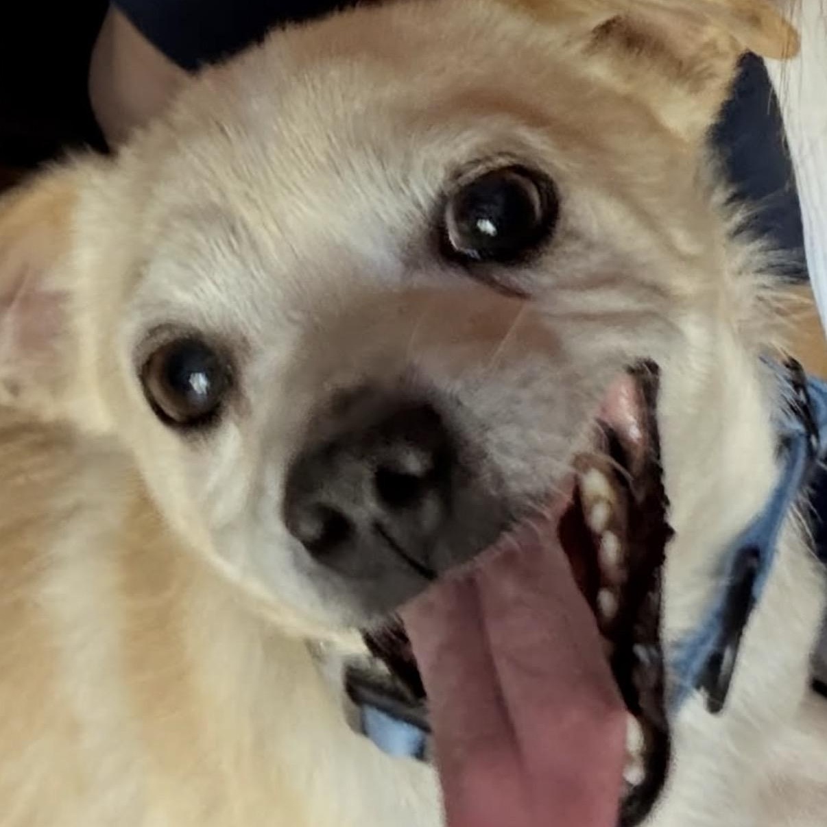 Enlarge Ace, a Adoptable mixed breed in Westlake Village, CA image 3/4