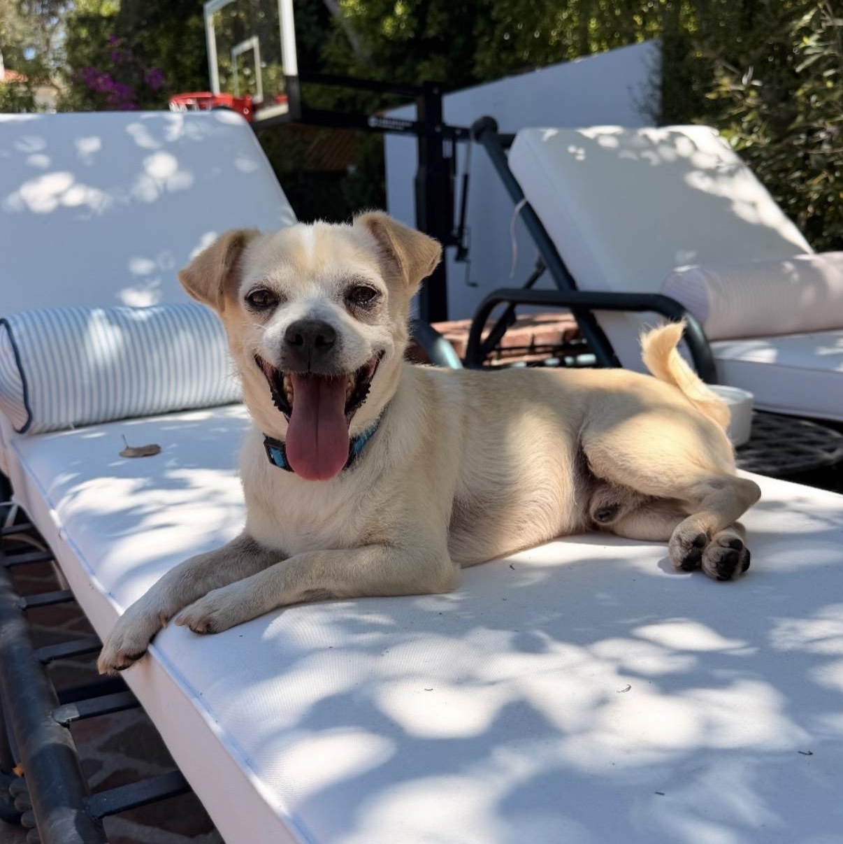 Enlarge Ace, a Adoptable mixed breed in Westlake Village, CA image 4/4