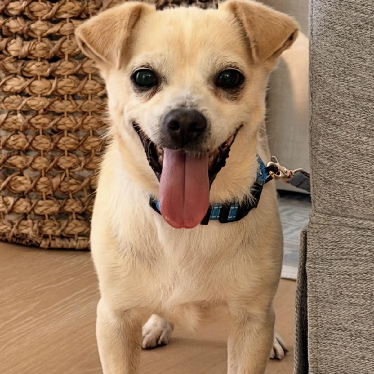 Ace, Adoptable, Adult Male Chihuahua & Pug.