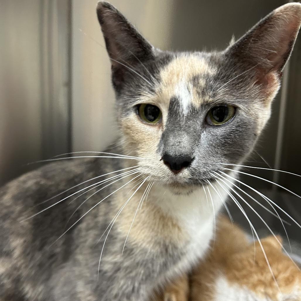 Snickerdoodle, a Adoptable Domestic Short Hair in Roxboro, NC image 2/3