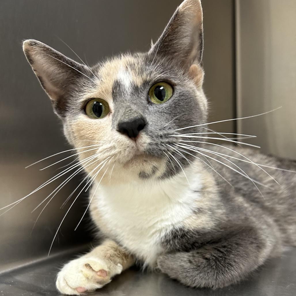 Snickerdoodle, a Adoptable Domestic Short Hair in Roxboro, NC image 3/3
