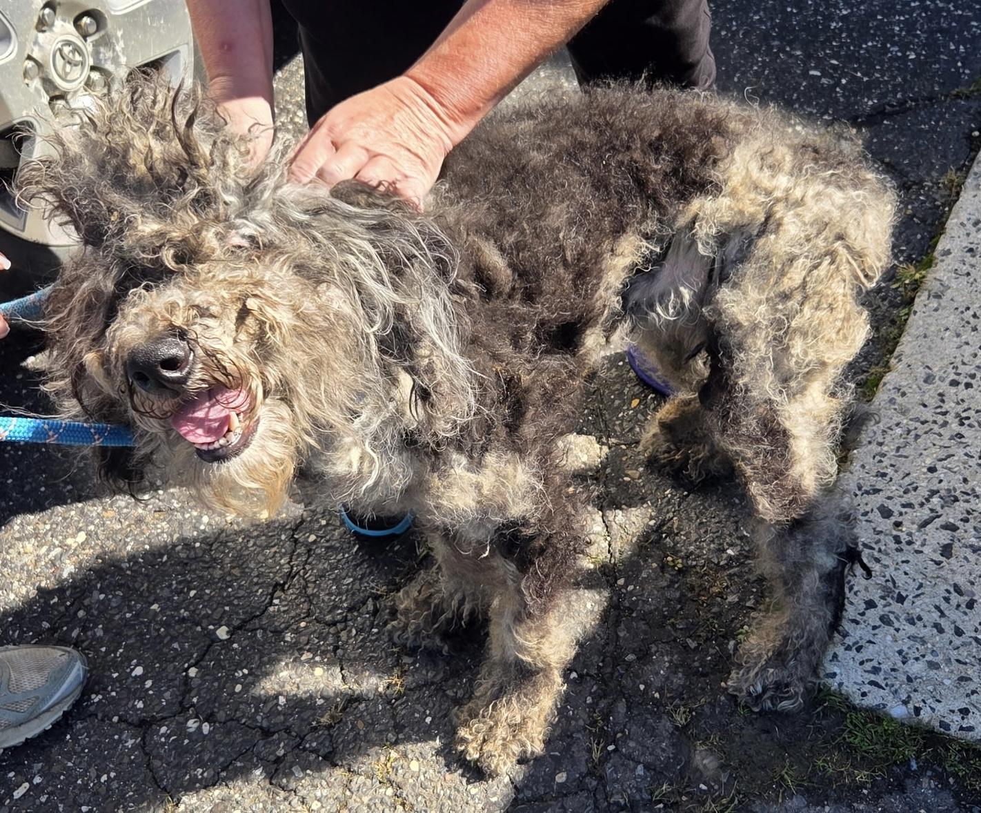 Enlarge Sophia, a Adoptable Aussiedoodle in Egg Harbor City, NJ image 2/3