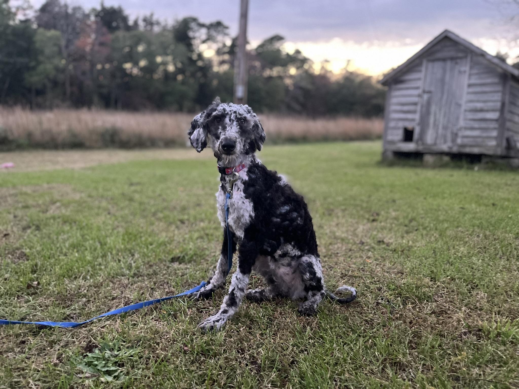 Enlarge Sophia, a Adoptable Aussiedoodle in Egg Harbor City, NJ image 3/3