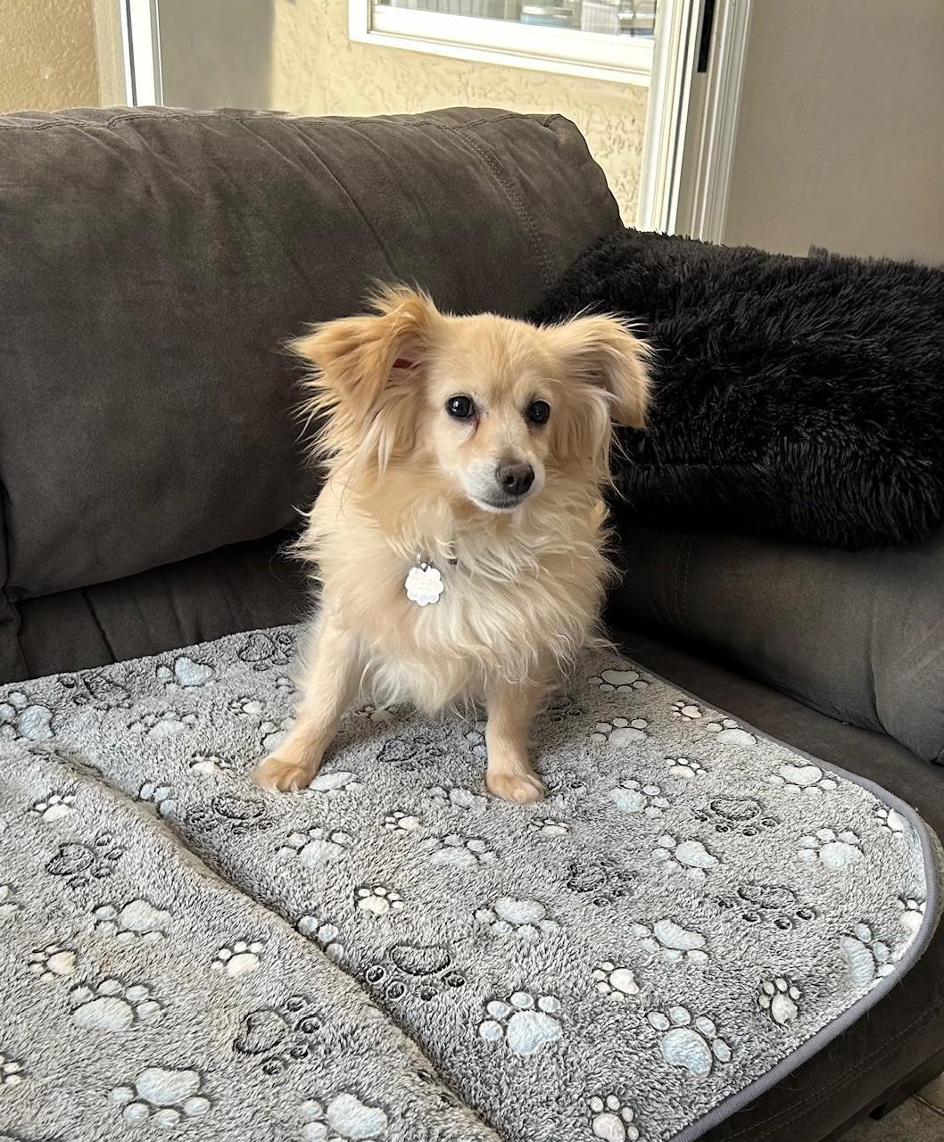 Cupcake, a Adoptable mixed breed in Orlando, FL image 1/2