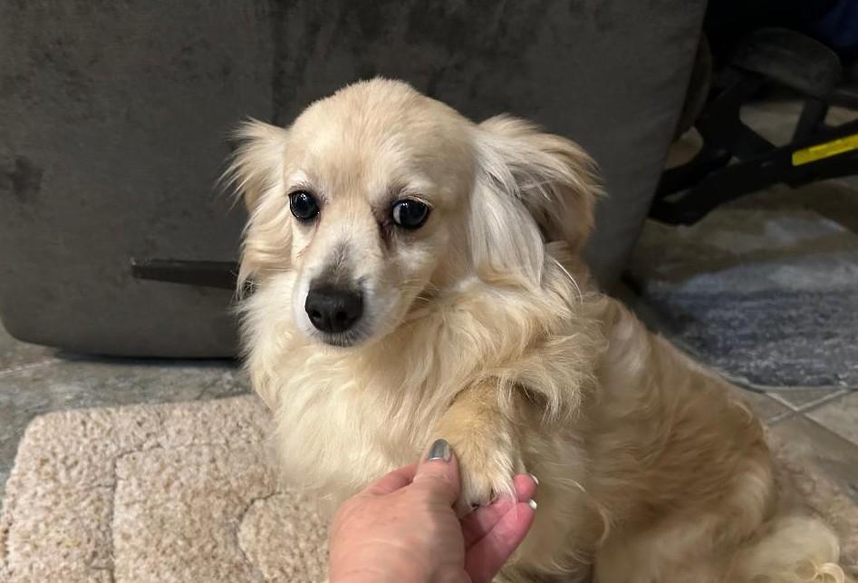 Cupcake, a Adoptable mixed breed in Orlando, FL image 2/2