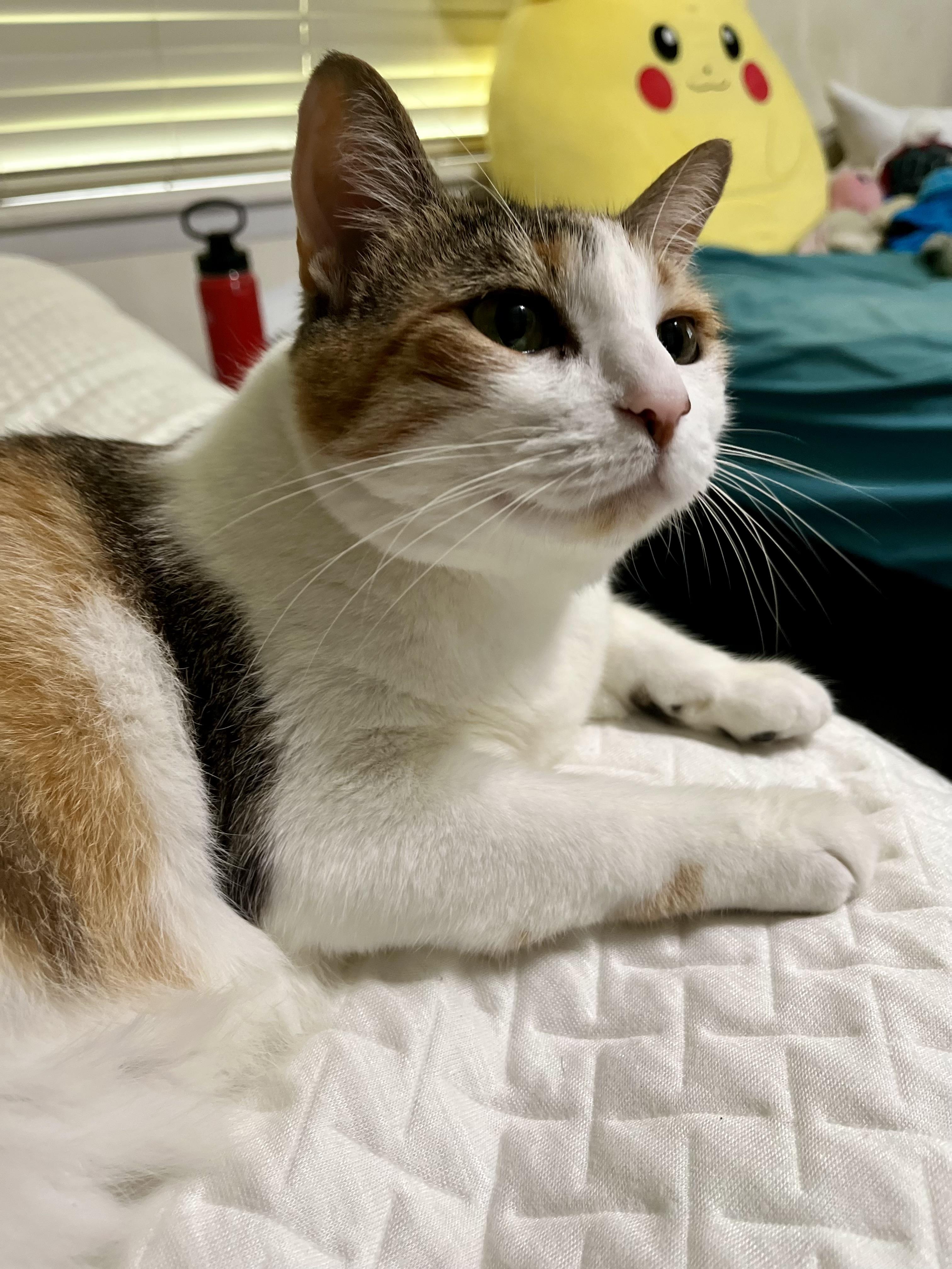 Cali, a Adoptable Calico in Tallahassee, FL image 1/6