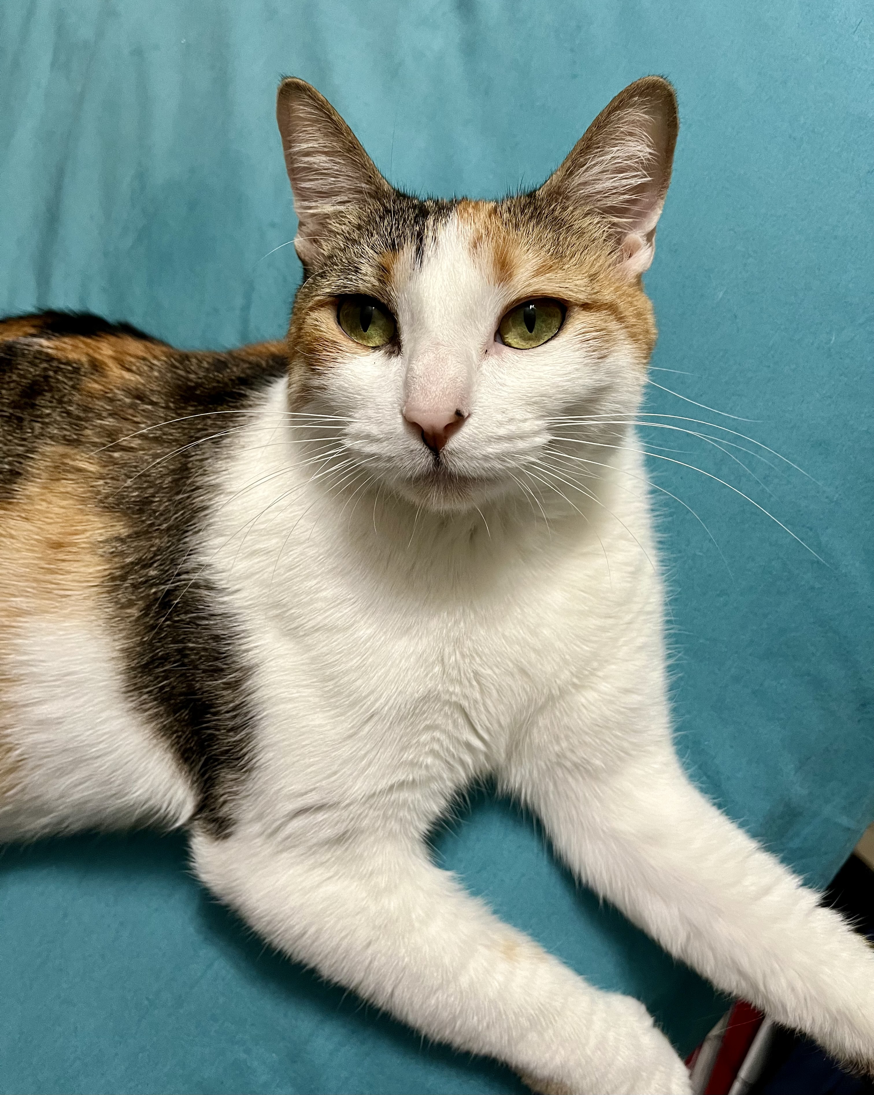 Cali, a Adoptable Calico in Tallahassee, FL image 4/6