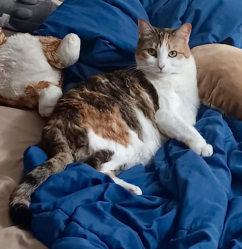 Cali, a Adoptable Calico in Tallahassee, FL image 5/6