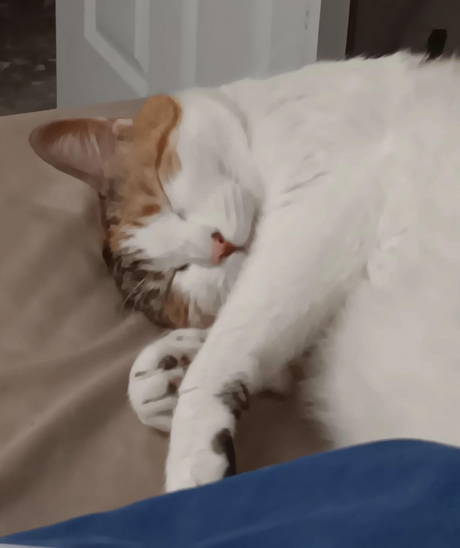 Cali, a Adoptable Calico in Tallahassee, FL image 2/6