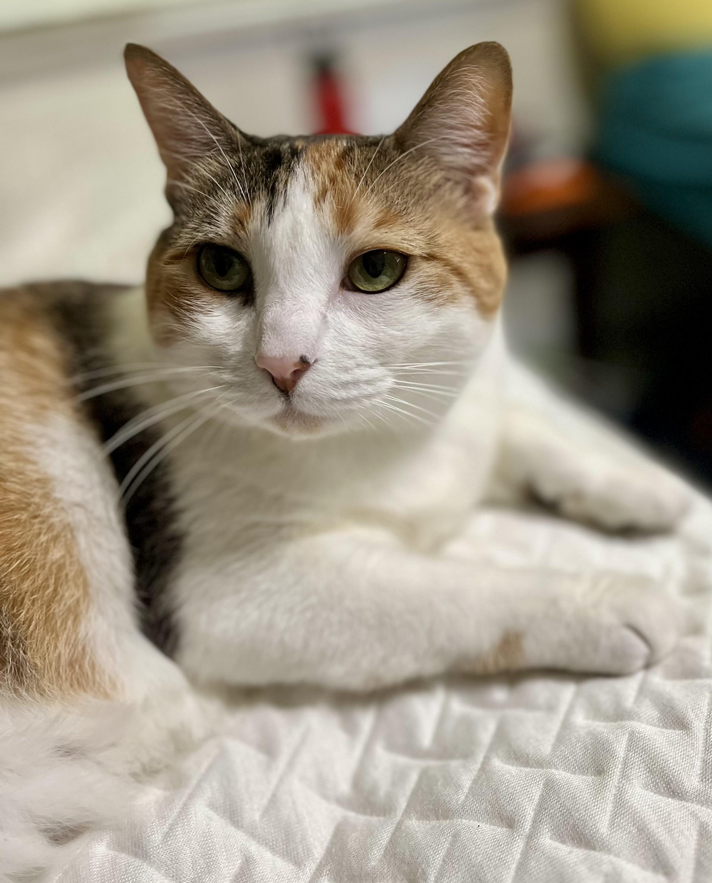 Cali, a Adoptable Calico in Tallahassee, FL image 3/6