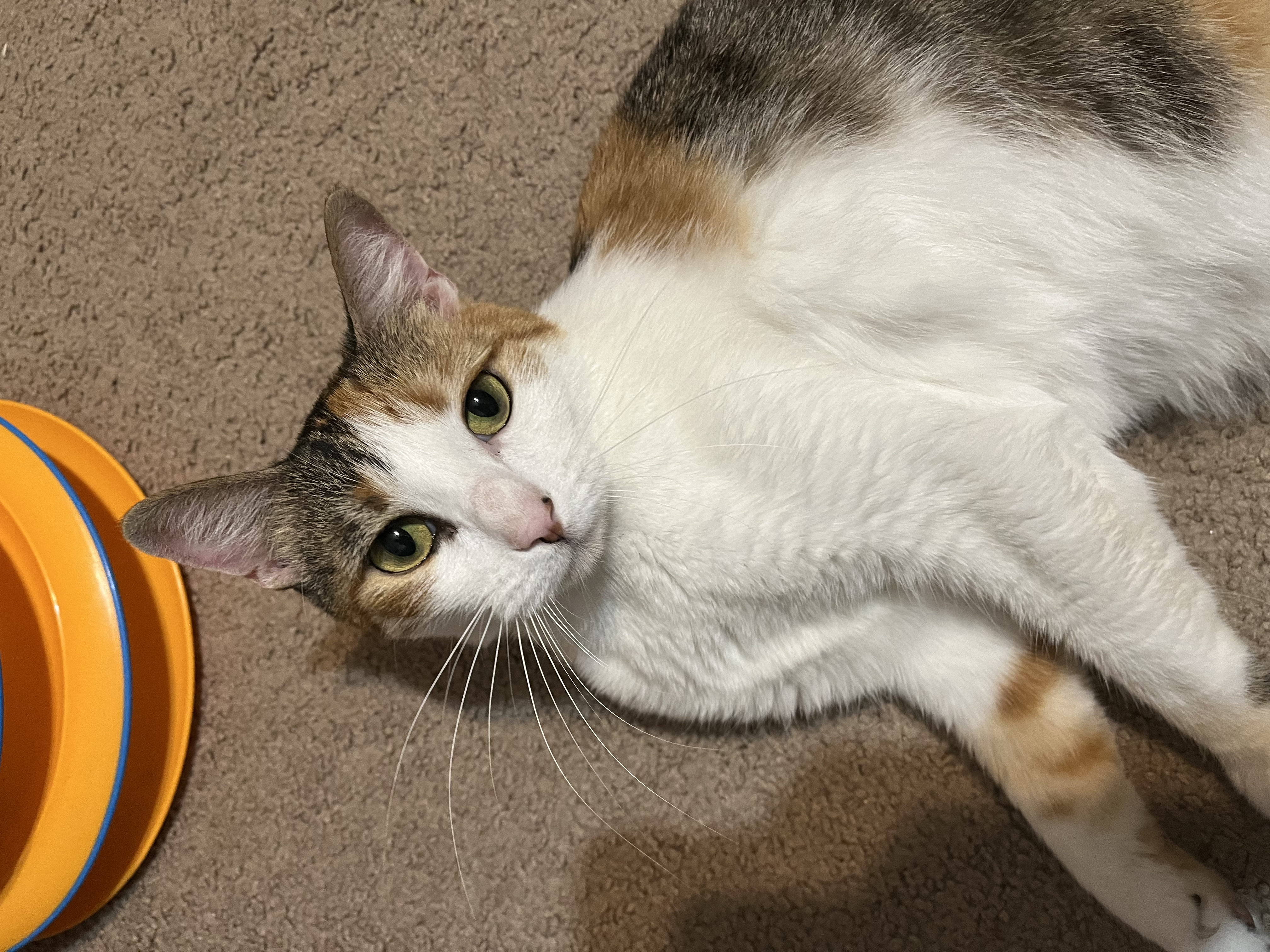Cali, a Adoptable Calico in Tallahassee, FL image 6/6