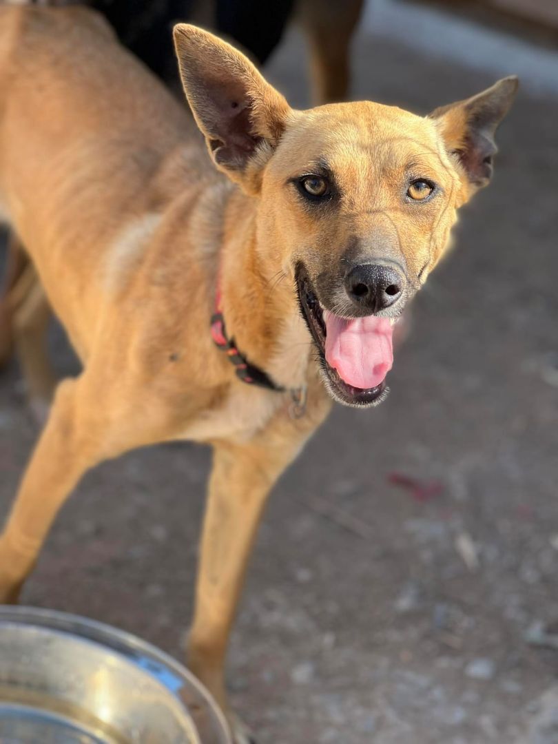 Pao, a Adoptable mixed breed in Chula Vista, CA image 1/2