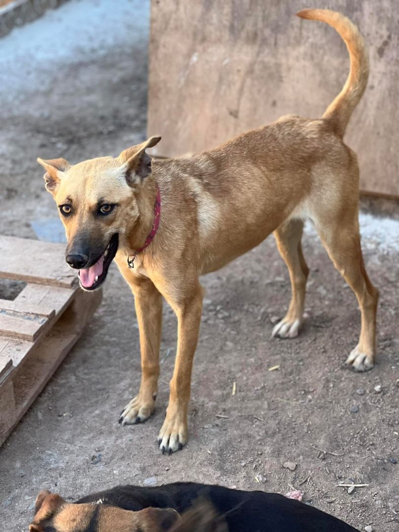 Pao, a Adoptable mixed breed in Chula Vista, CA image 2/2