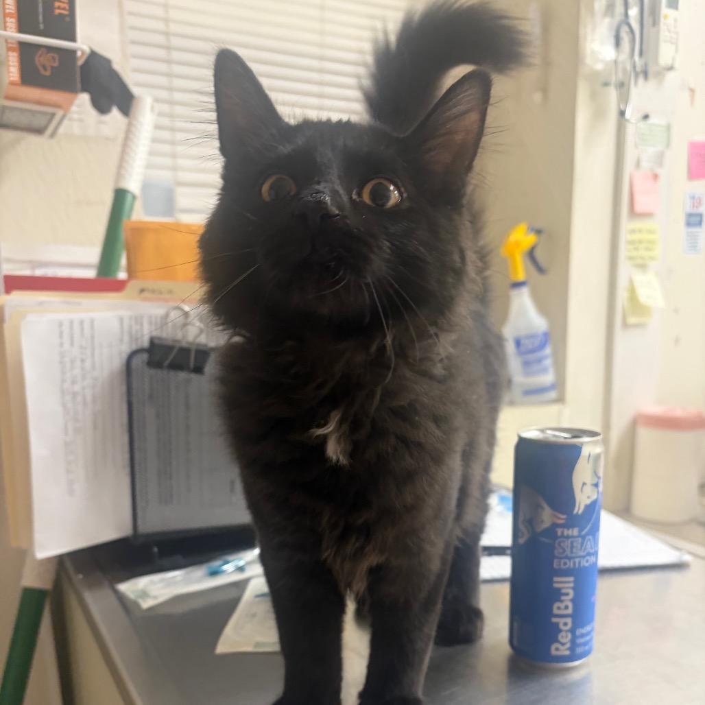 Skipper, Adoptable, Kitten Male Domestic Long Hair.
