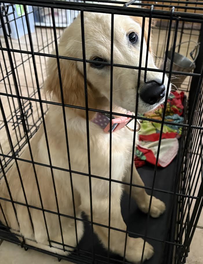 Ginger, adopted, Puppy Female Golden Retriever.